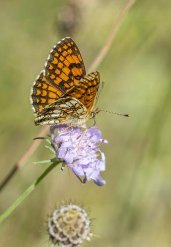 Melitaea athalia celadussa